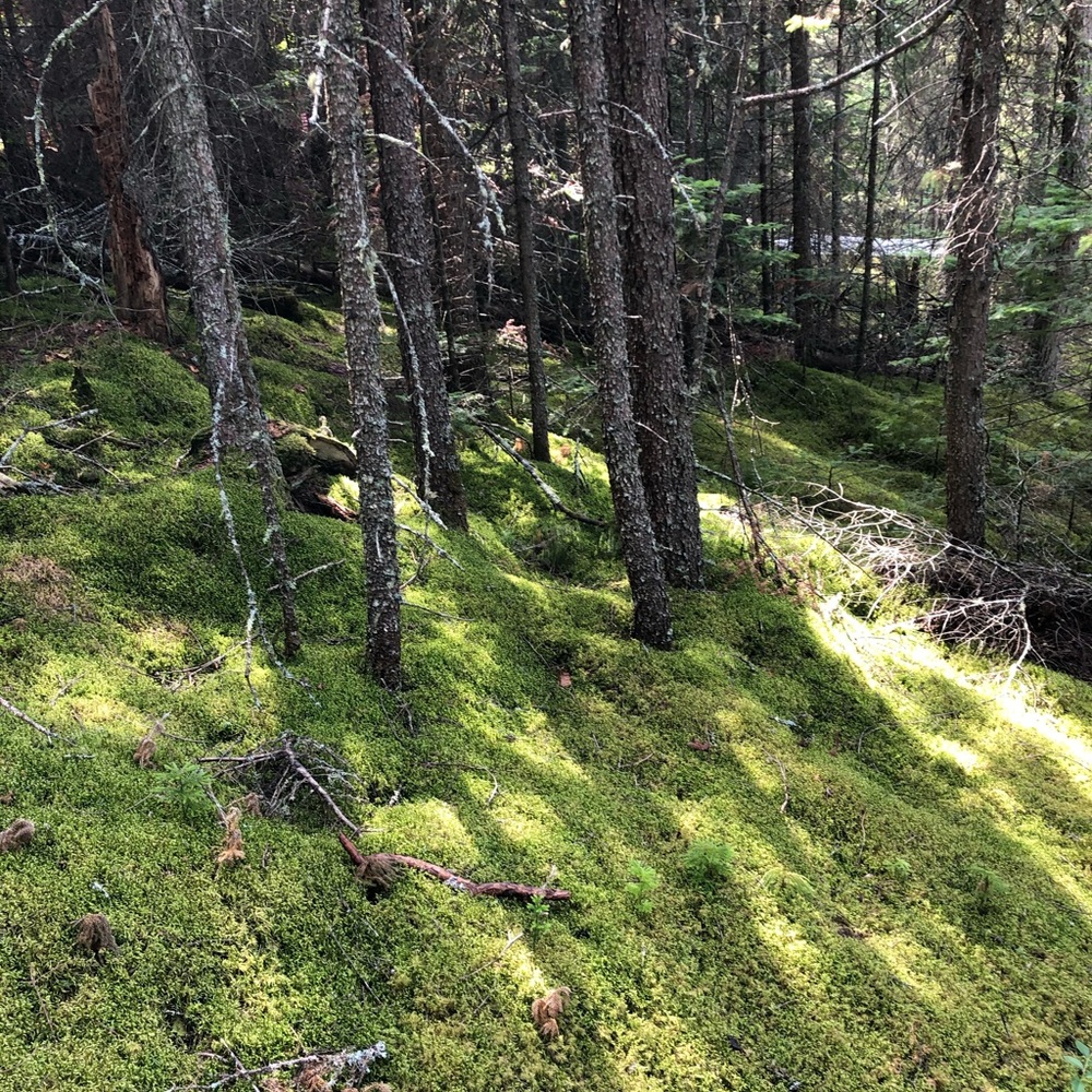 Meet your Posher, Leanne